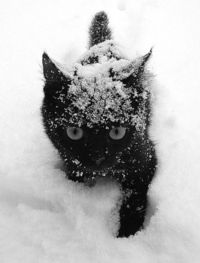 Vypurr would lose his shit in the snow